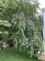 Prunus spachiana