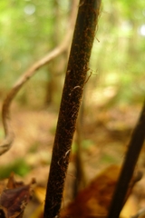 Asplenium laserpitiifolium