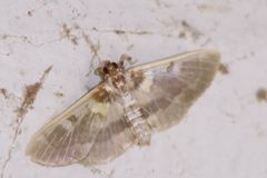 Apilocrocis brumalis