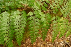 Asplenium laserpitiifolium