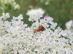 Rhagonycha fulva