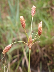 Fimbristylis castanea