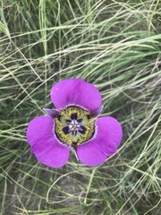 Calochortus gunnisonii gunnisonii