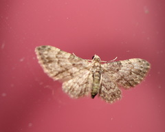 Chloroclystis mniochroa