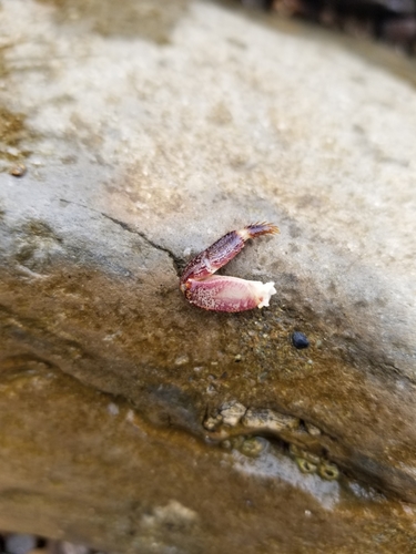 photo of Striped Shore Crab (Pachygrapsus crassipes)