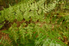 Asplenium laserpitiifolium