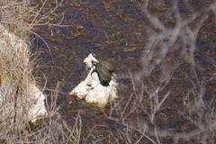 Kinosternon sonoriense