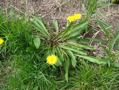 Taraxacum ciliare