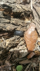 Penthe pimelia