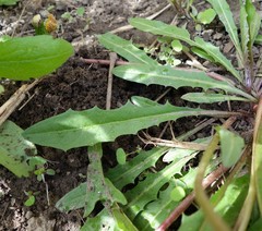 Taraxacum ciliare
