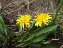 Taraxacum ciliare