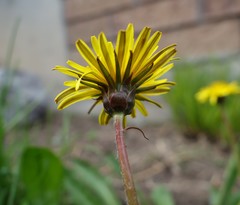 Taraxacum ciliare