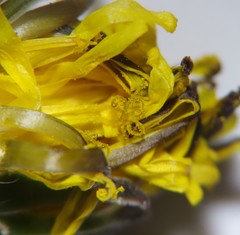Taraxacum ciliare