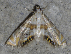 Petrophila heppneri