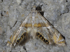 Petrophila heppneri