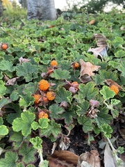Rubus rolfei