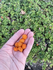 Rubus rolfei