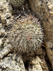 Mammillaria petrophila