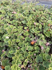 Rubus rolfei