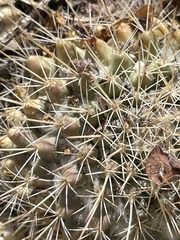 Mammillaria petrophila