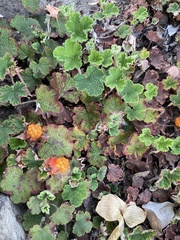 Rubus rolfei