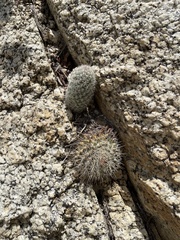 Mammillaria petrophila