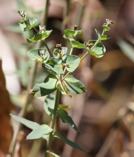 photo of Geraldton Carnation Weed (Euphorbia terracina)