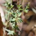 photo of Geraldton Carnation Weed (Euphorbia terracina)