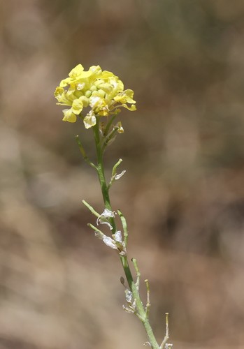 photo of Shortpod Mustard (Hirschfeldia incana)