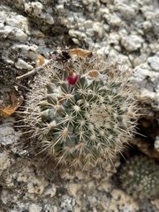 Mammillaria petrophila