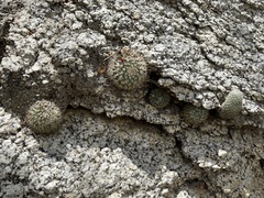 Mammillaria petrophila