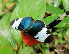 Heliconius sapho leuce
