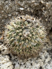 Mammillaria petrophila