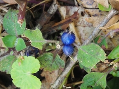 Coccocypselum hispidulum