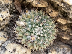 Mammillaria petrophila