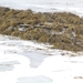 photo of Golden Rockweed (Silvetia compressa)