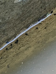 Lithobates montezumae