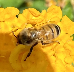 Apis mellifera