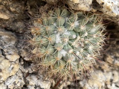 Mammillaria petrophila