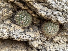 Mammillaria petrophila