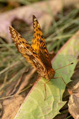 Speyeria cybele pseudocarpenteri