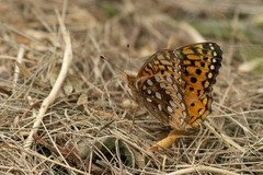 Speyeria cybele pseudocarpenteri