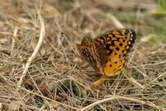 Speyeria cybele pseudocarpenteri