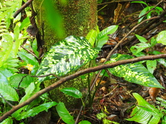 Dieffenbachia grayumiana image
