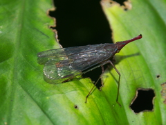 Lappidina