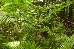 Pteris tripartita