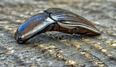 Chalcolepidius approximatus