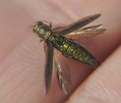 Agrilus rubrovittatus