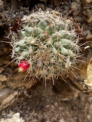 Mammillaria petrophila