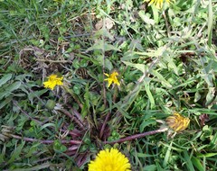 Taraxacum trilobatum